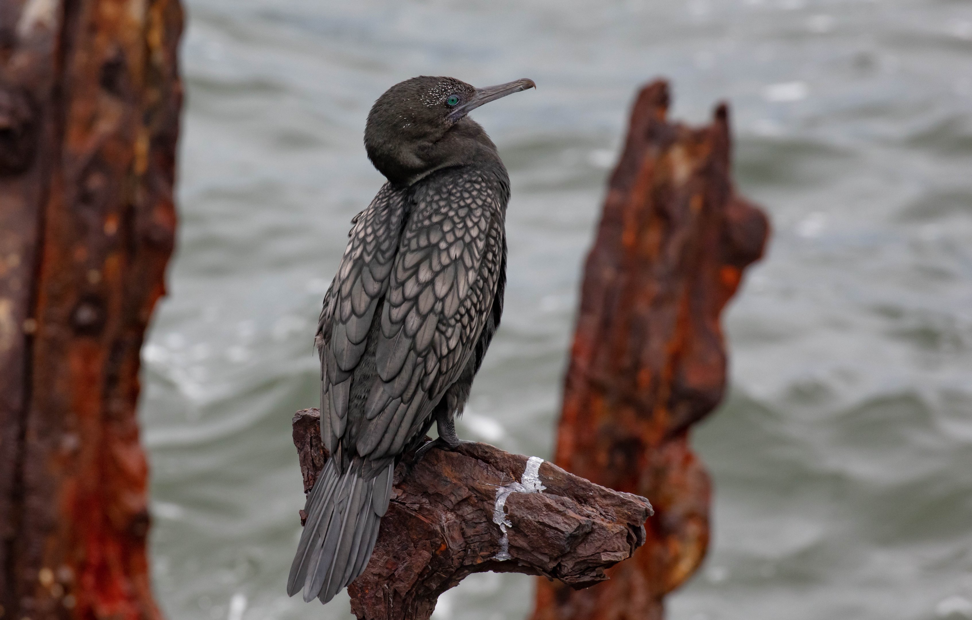 Little Black Cormorant