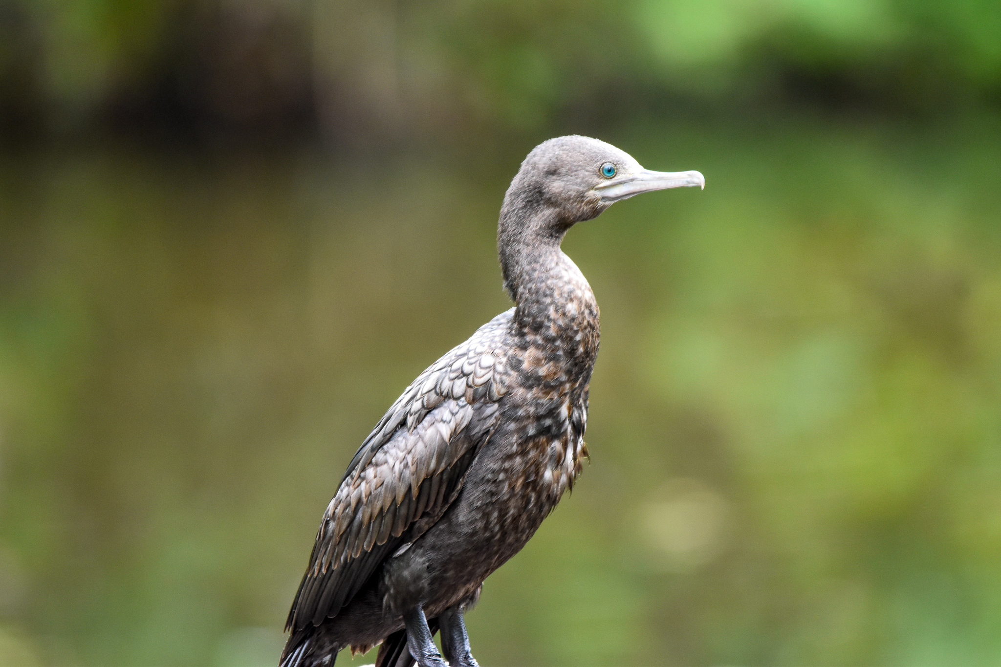 Little Black Cormorant