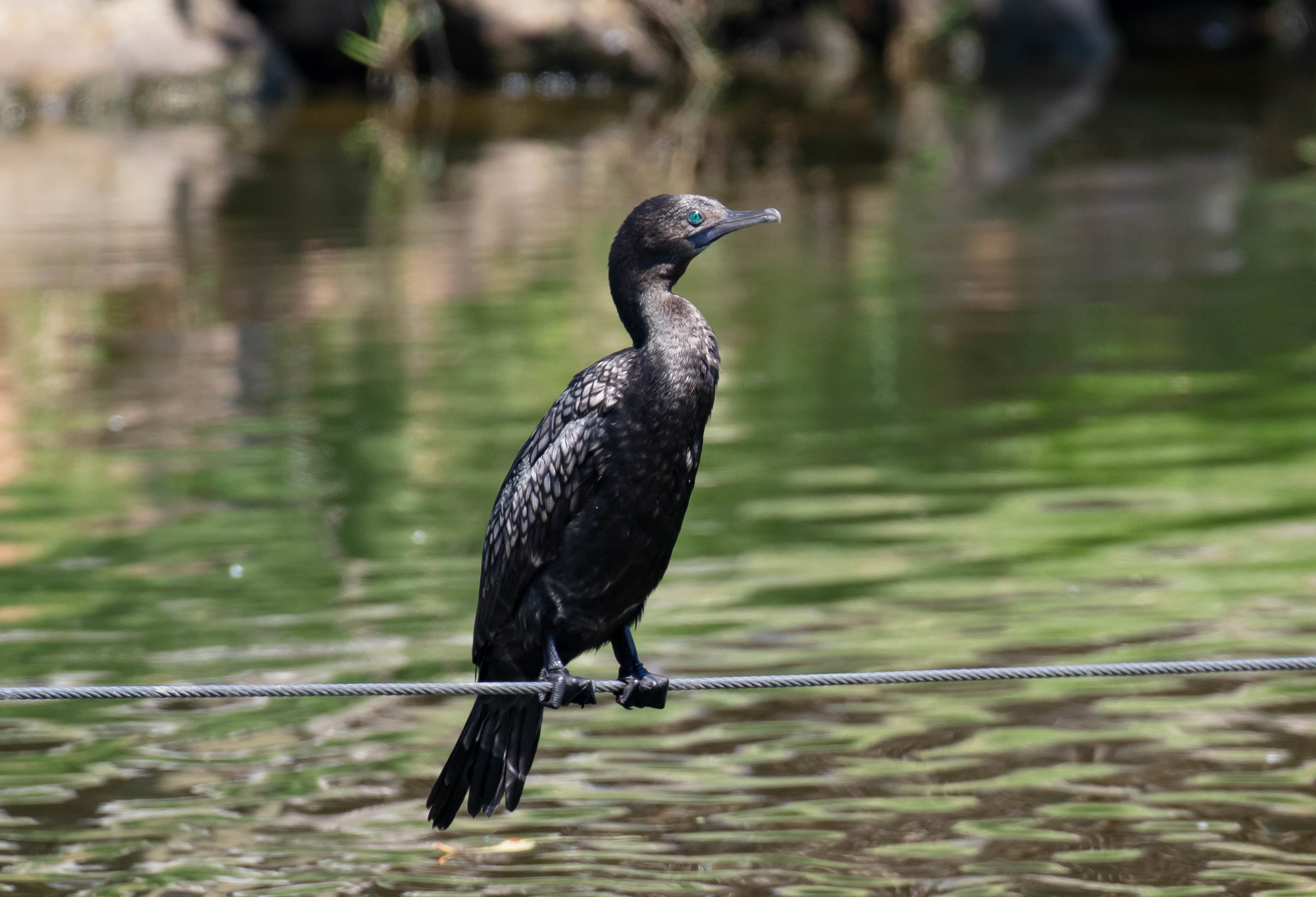 Little Black Cormorant