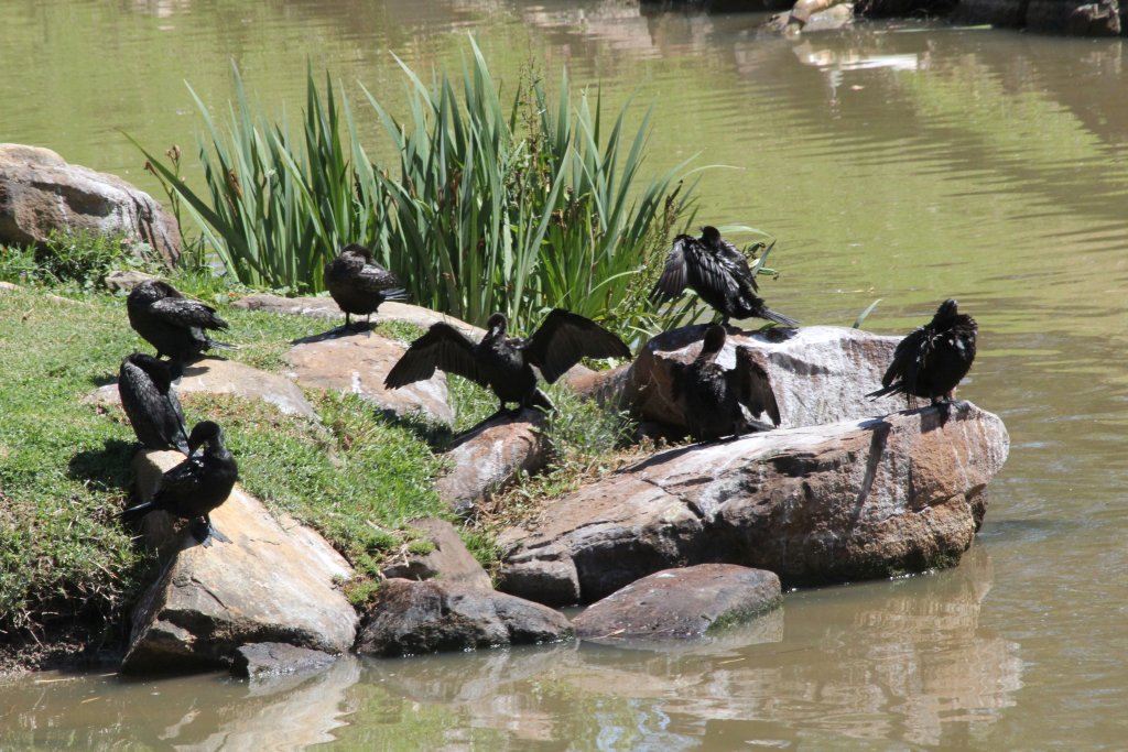 Little Black Cormorants - wild