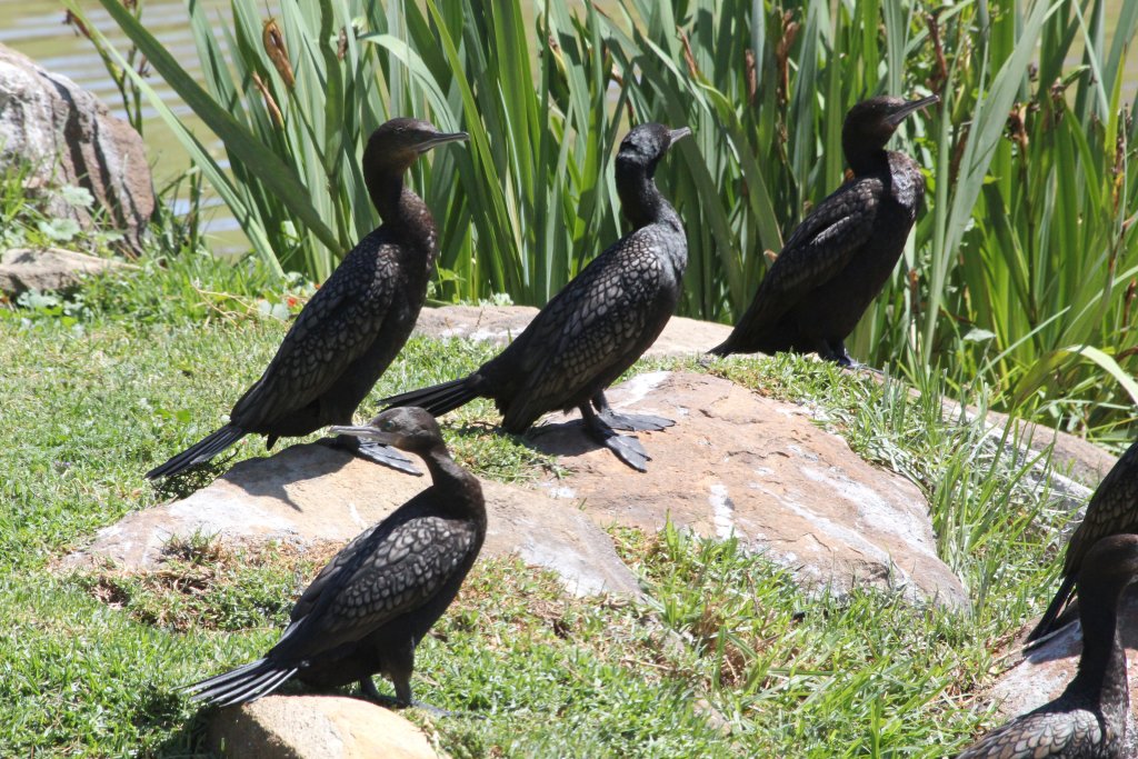 Little Black Cormorants - wild