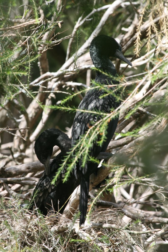 Little Black Cormorants