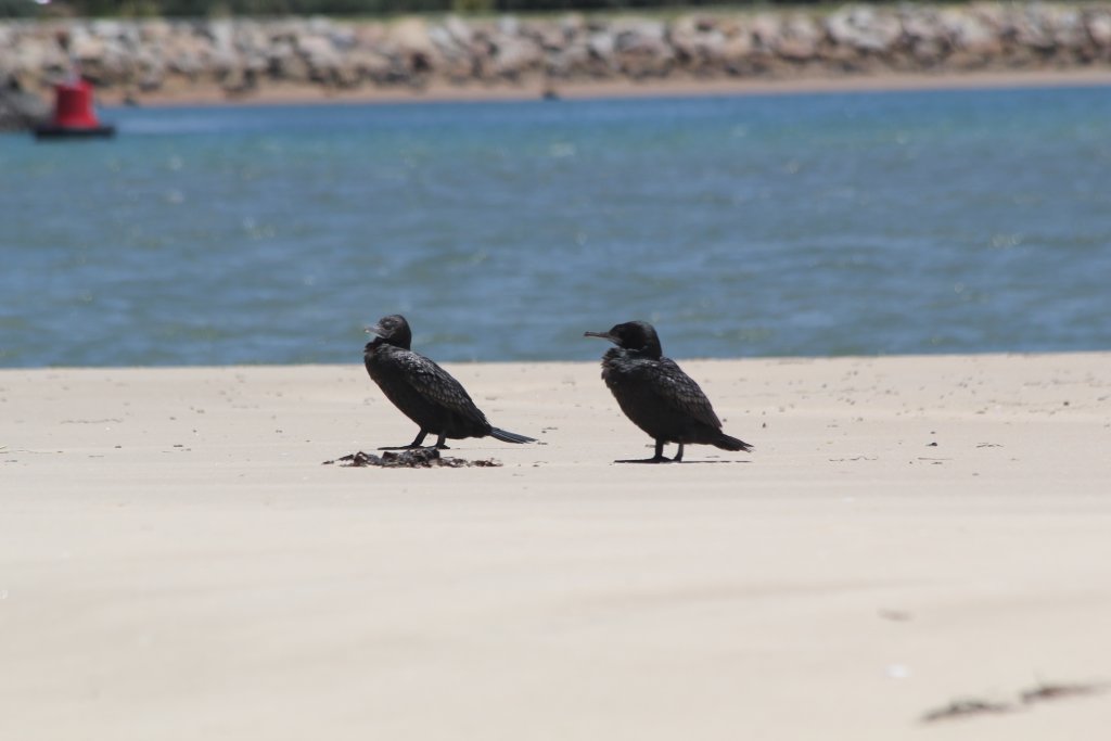 Little Black Cormorants