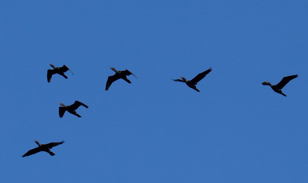 Little Black Cormorants