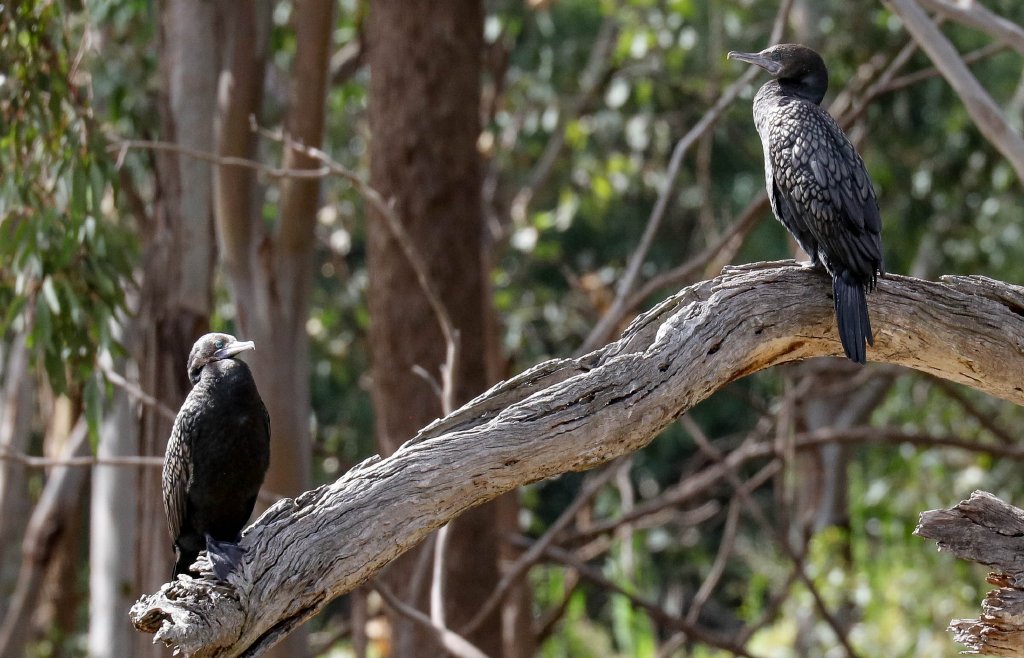 Little Black Cormorants