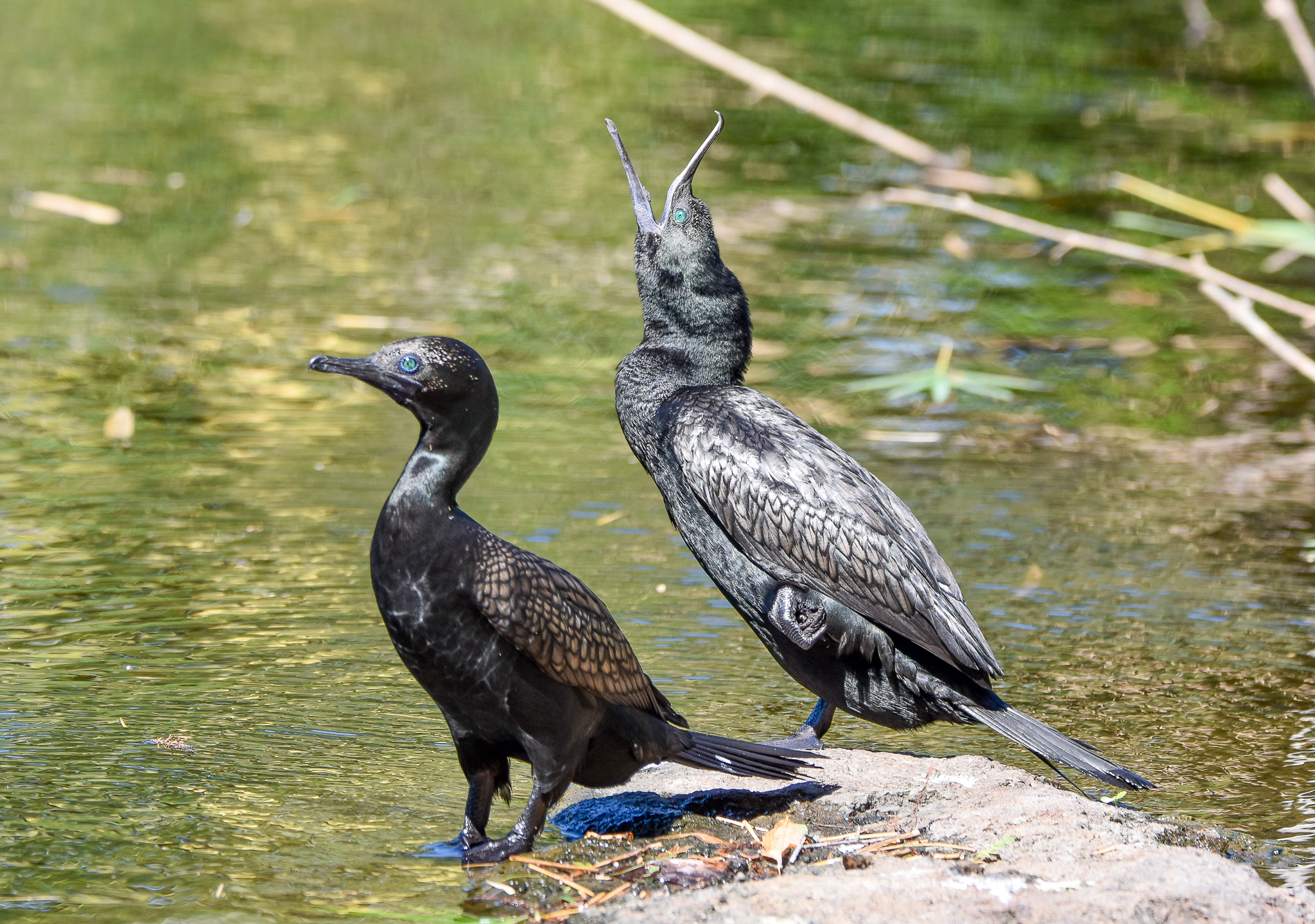 Little Black Cormorants