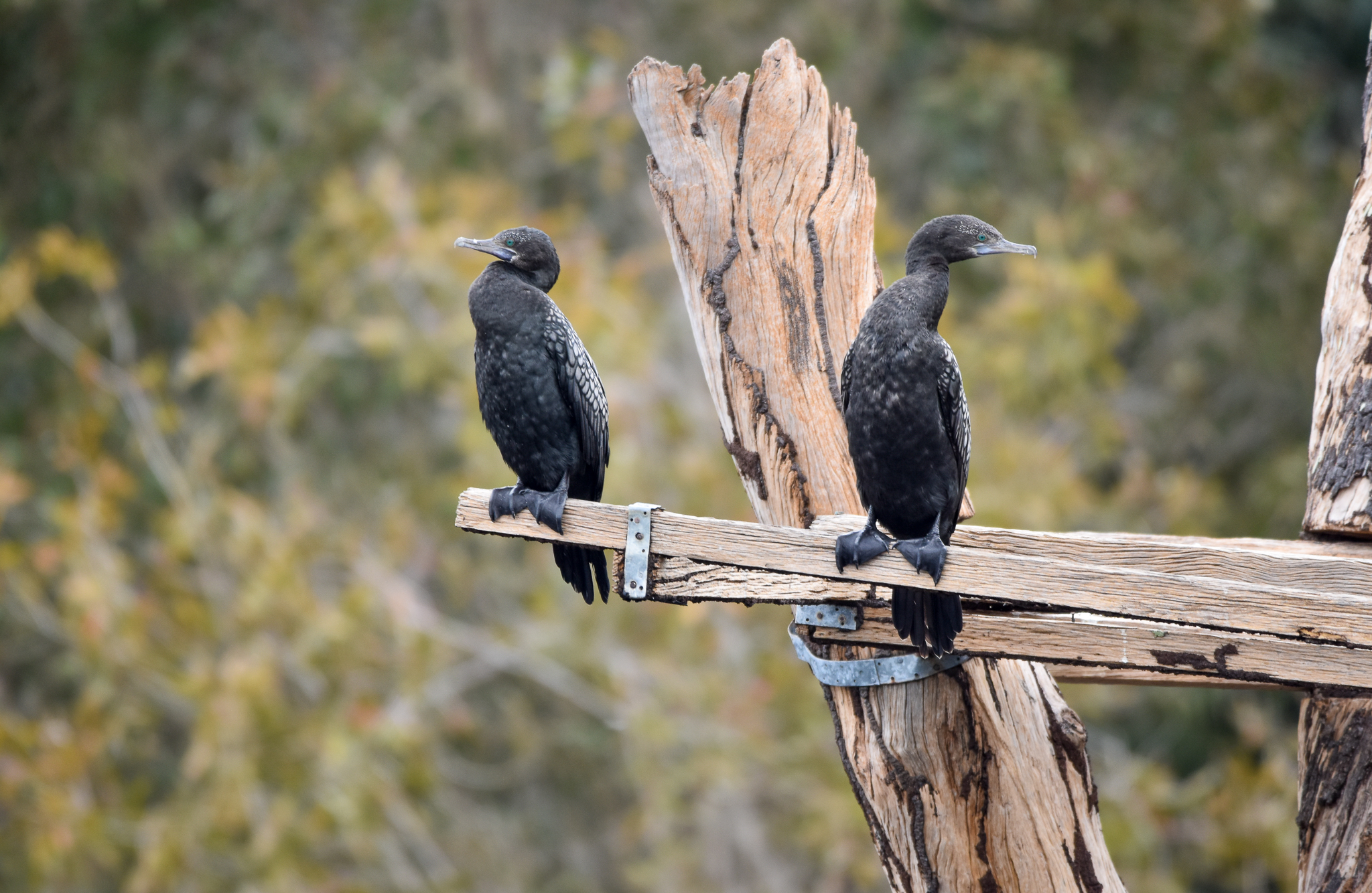 Little Black Cormorants