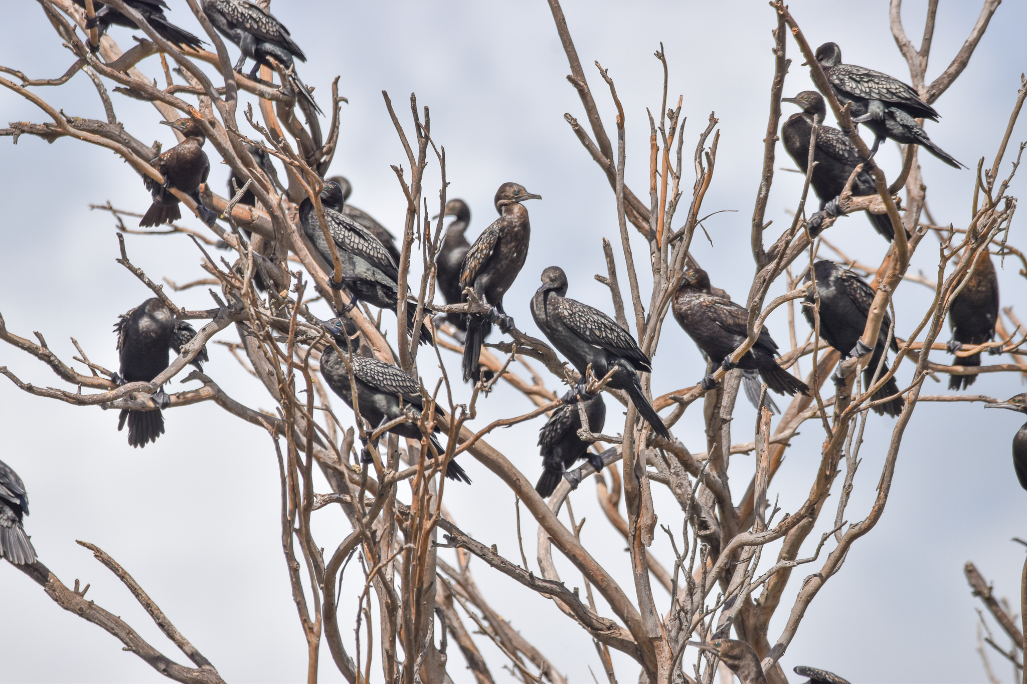 Little Black Cormorants