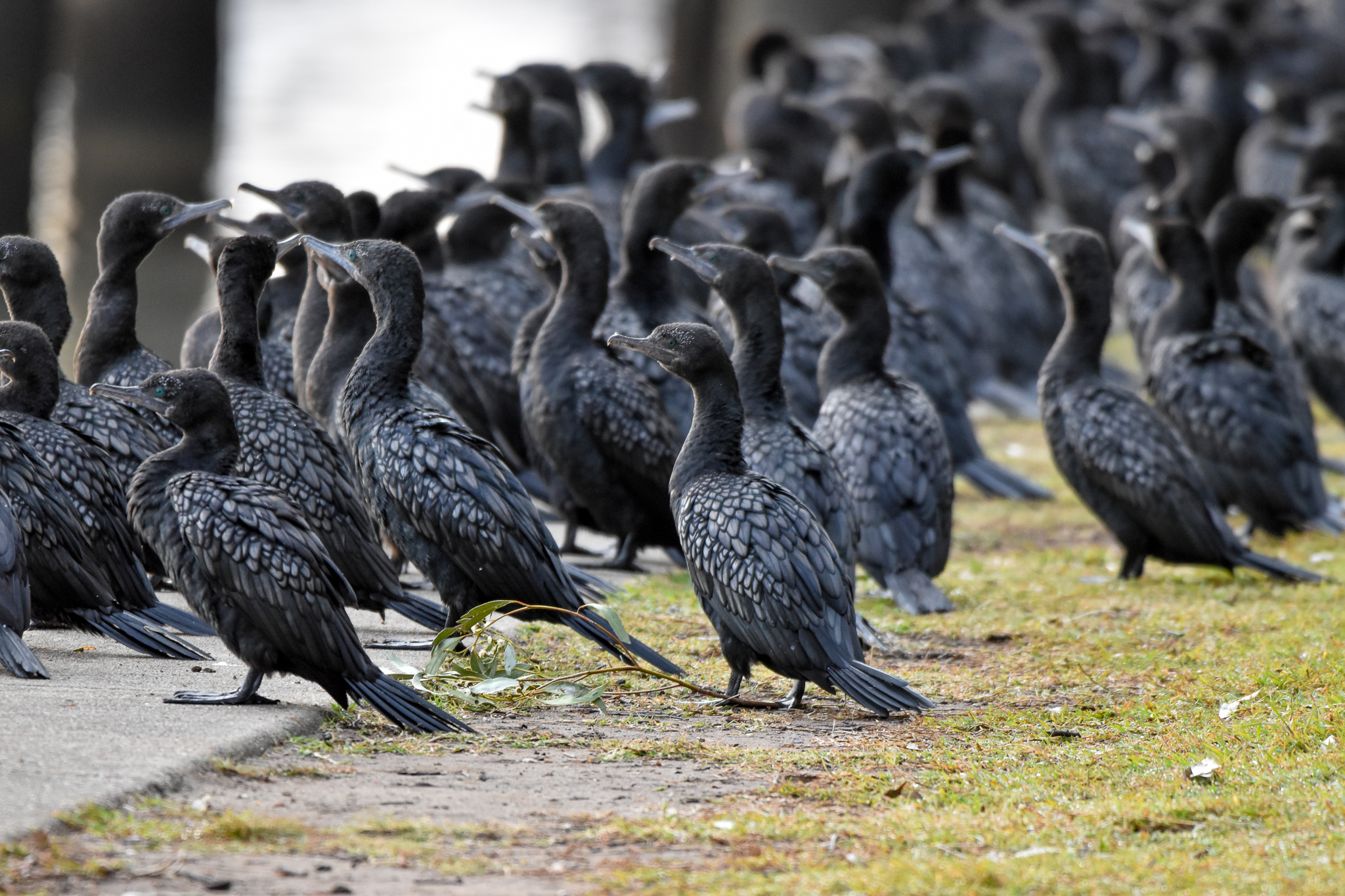 Little Black Cormorants