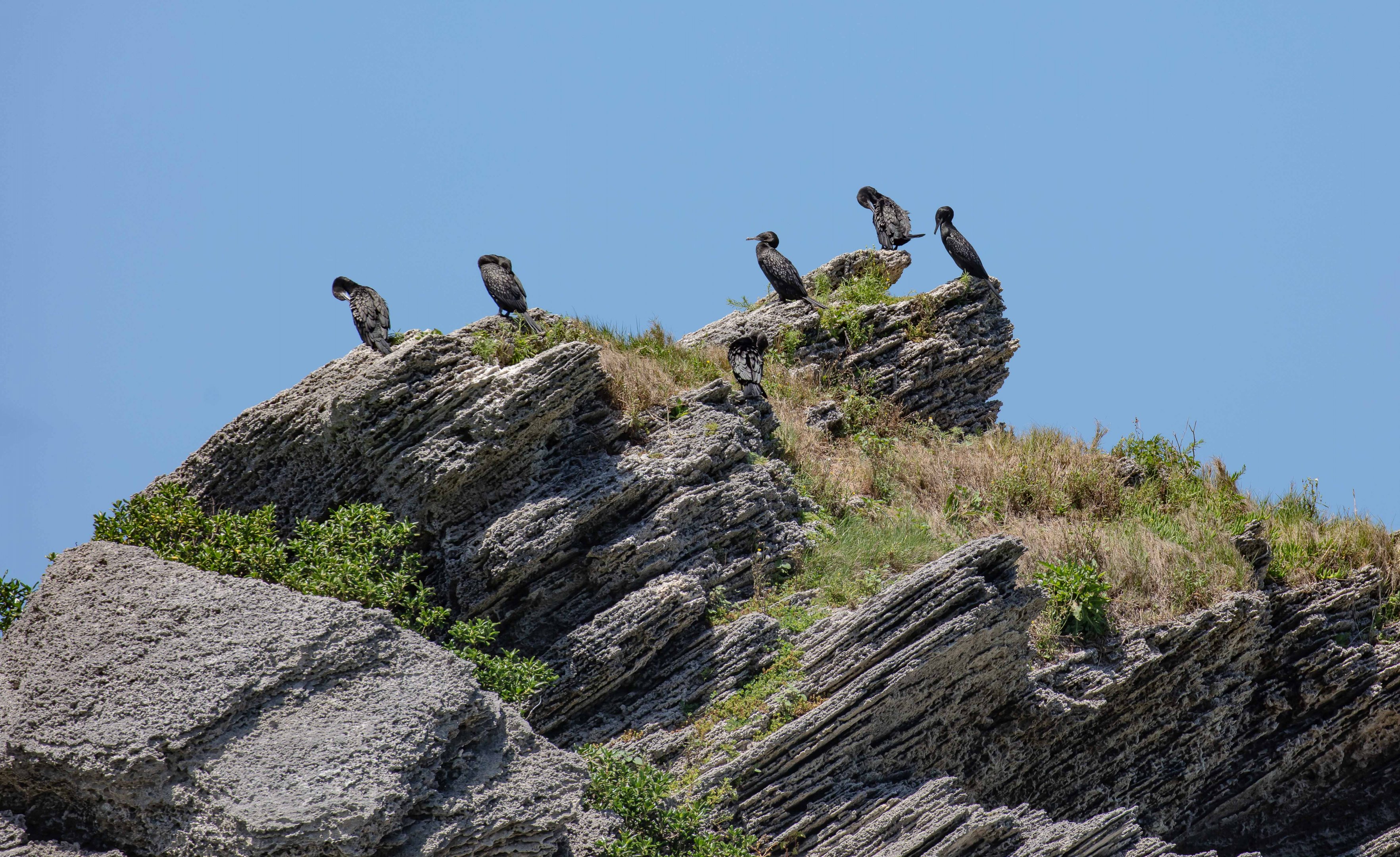 Little Black Cormorants
