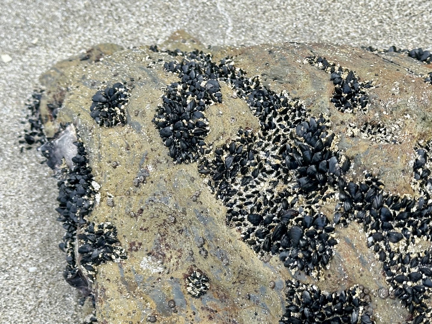 Little black mussel (Xenostrobus neozelanicus)