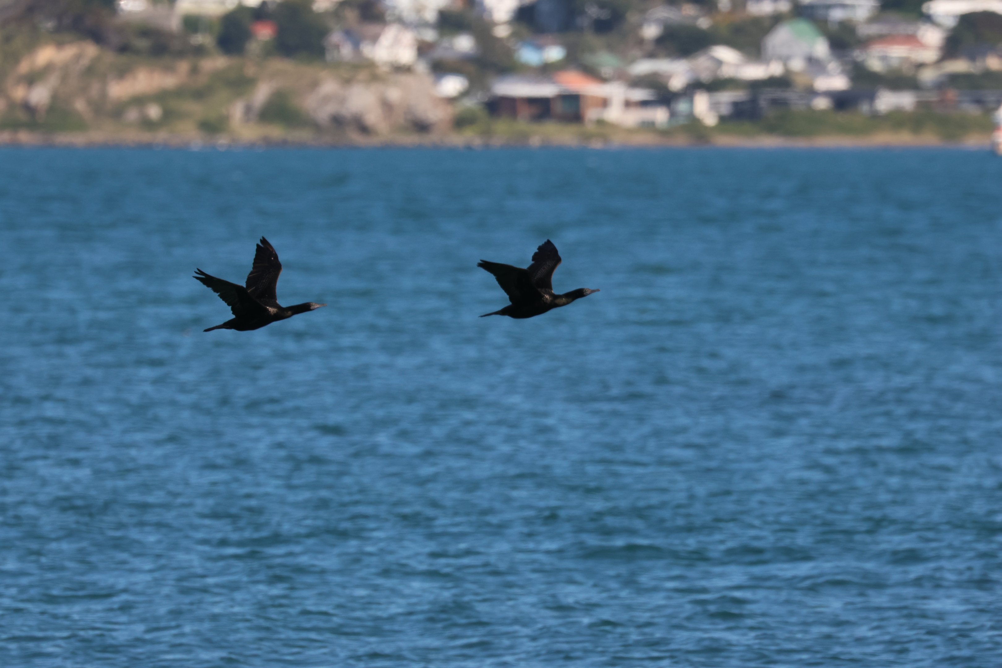 Little Black Shag (Phalacrocorax sulcirostris) duo, Pencarrow Coast Road (Lower Hutt, Wellington)