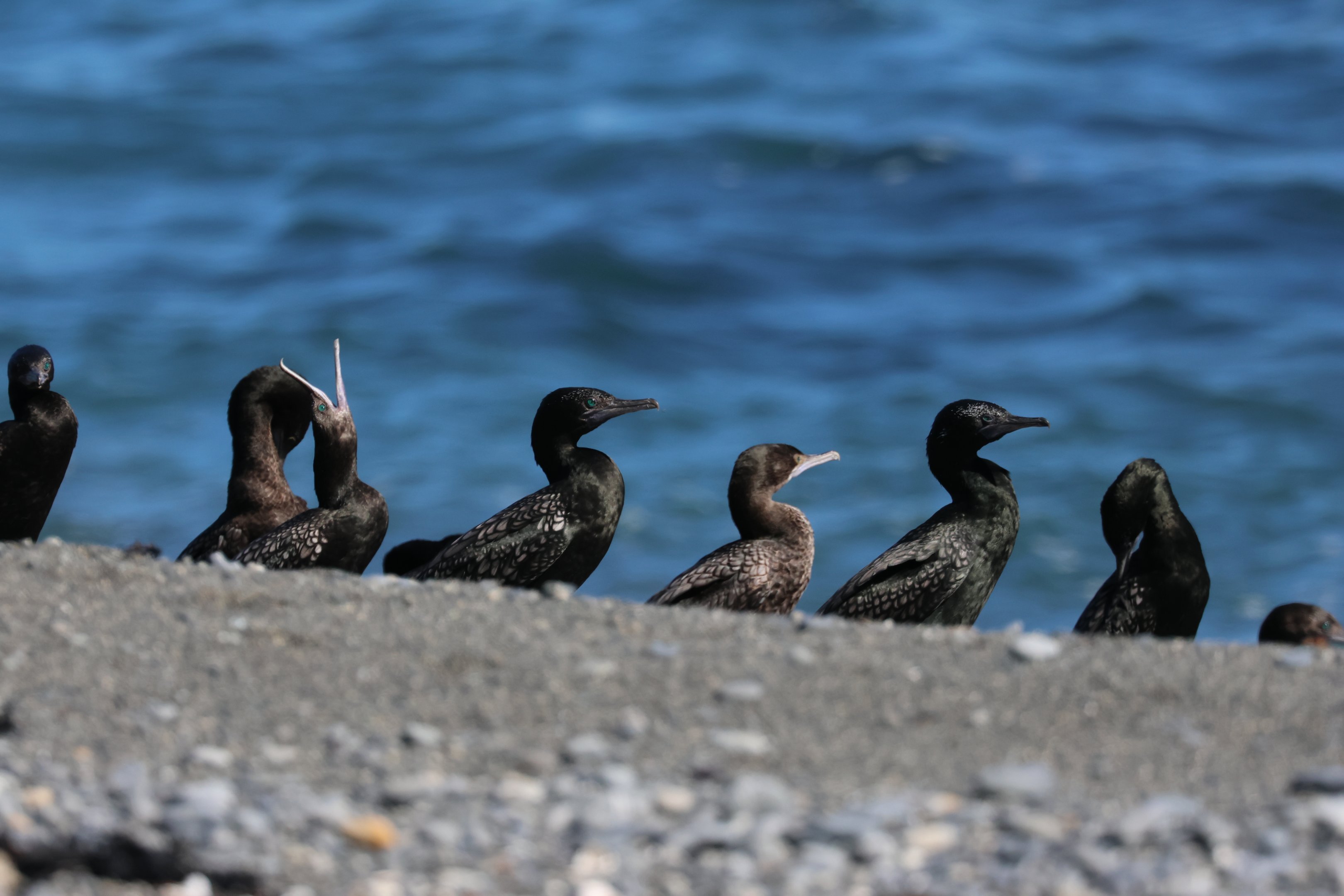 Little Black Shag (Phalacrocorax sulcirostris) flock, Pencarrow Coast Road (Lower Hutt, Wellington)