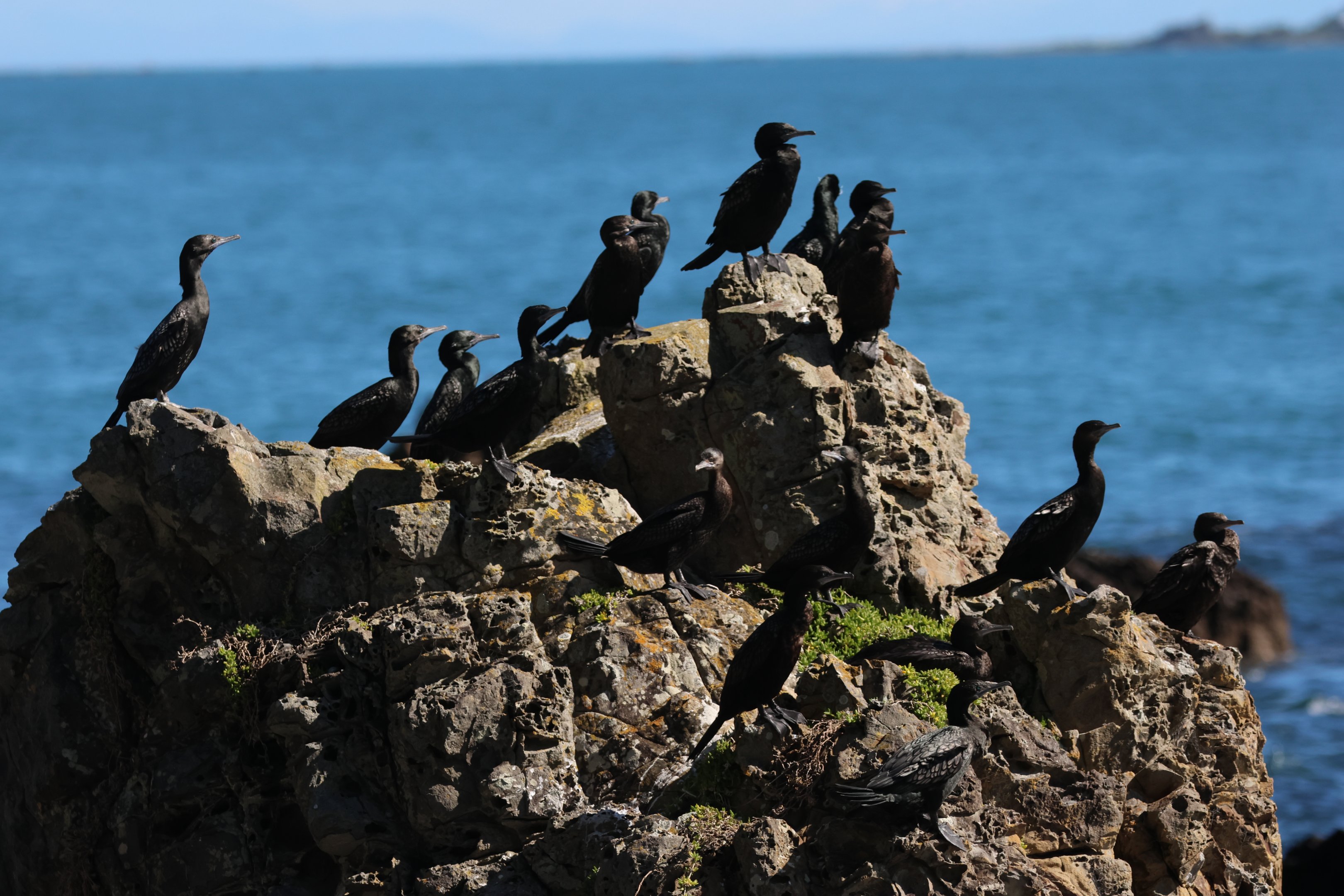 Little Black Shag (Phalacrocorax sulcirostris) flock, Pencarrow Coast Road (Lower Hutt, Wellington)