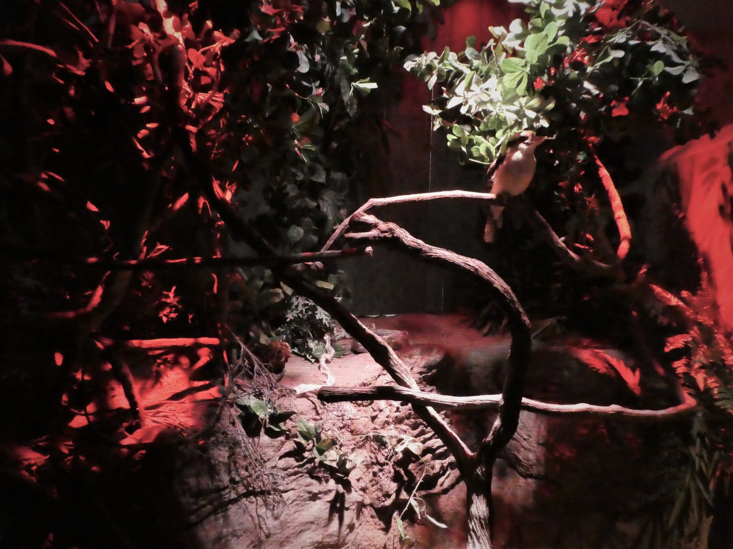 Little Blue Beach - Laughing Kookaburra Exhibit