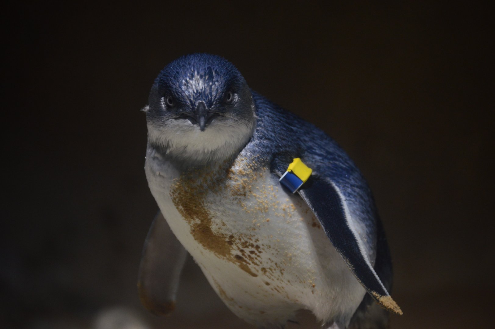 Little Blue Beach - Little Penguin (Eudyptula minor)
