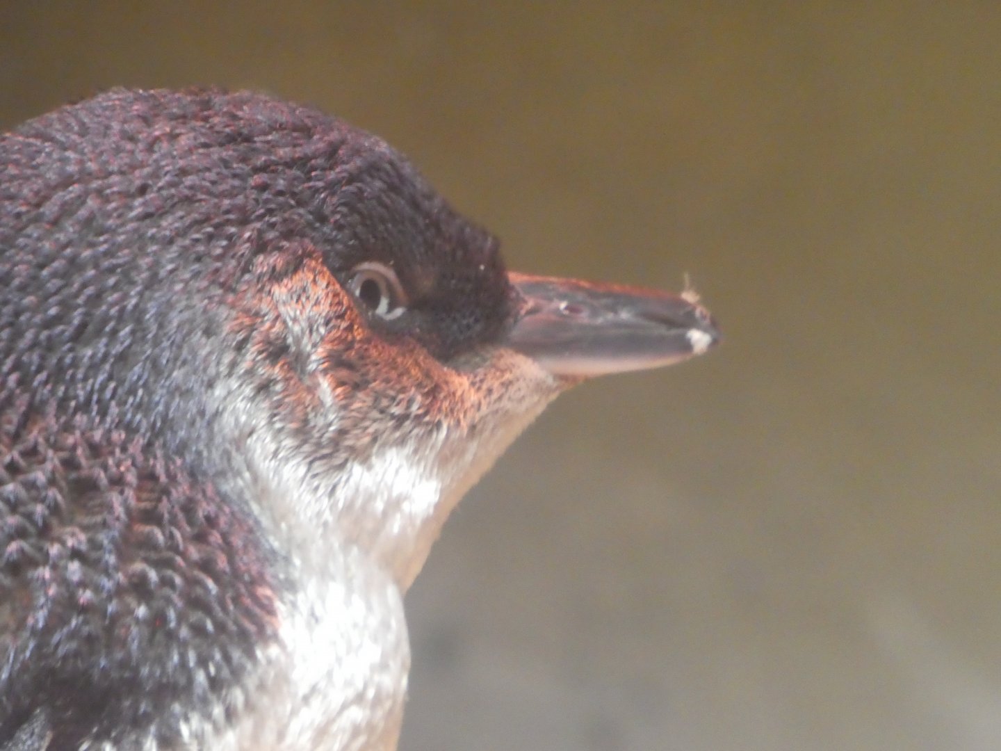 Little Blue Beach - Little Penguin