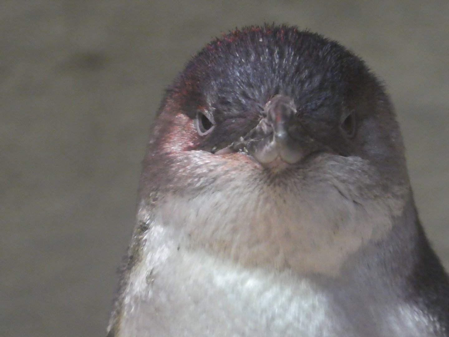 Little Blue Beach - Little Penguin