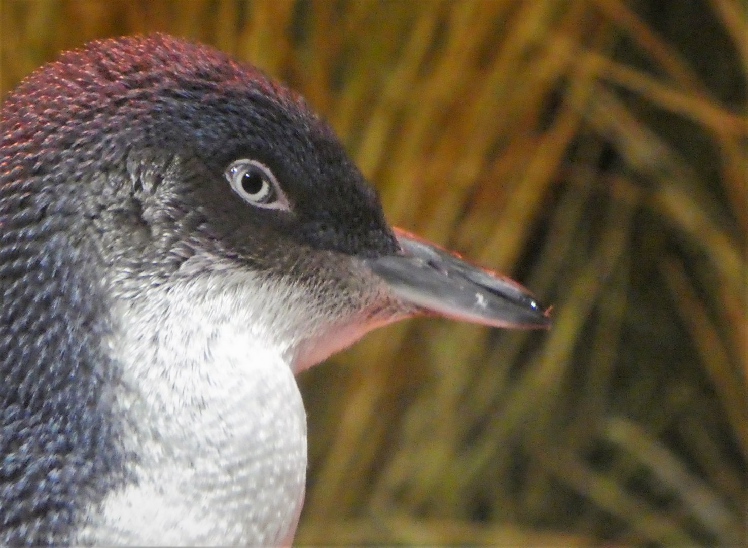 Little Blue Beach - Little Penguin