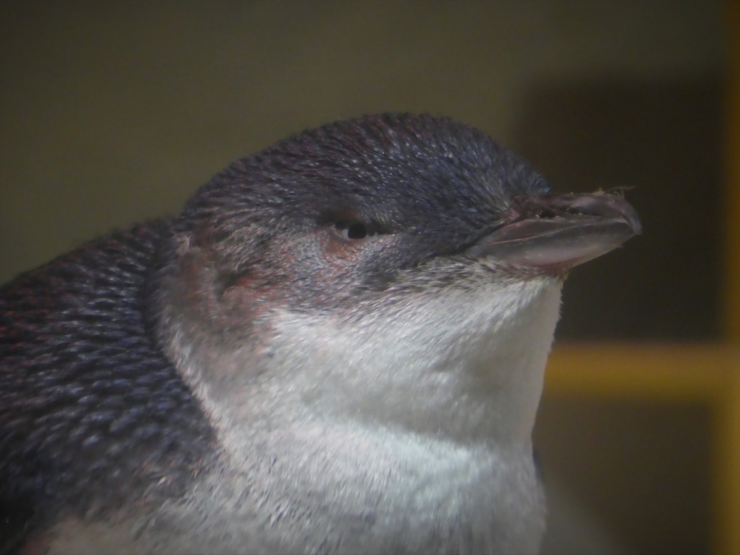 Little Blue Beach - Little Penguin