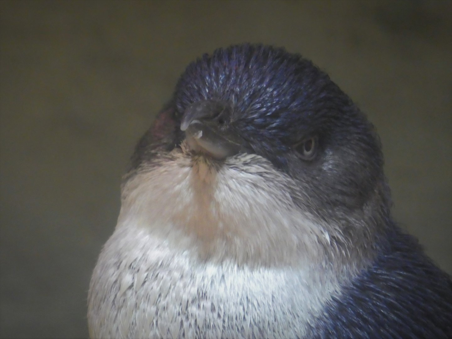 Little Blue Beach - Little Penguin