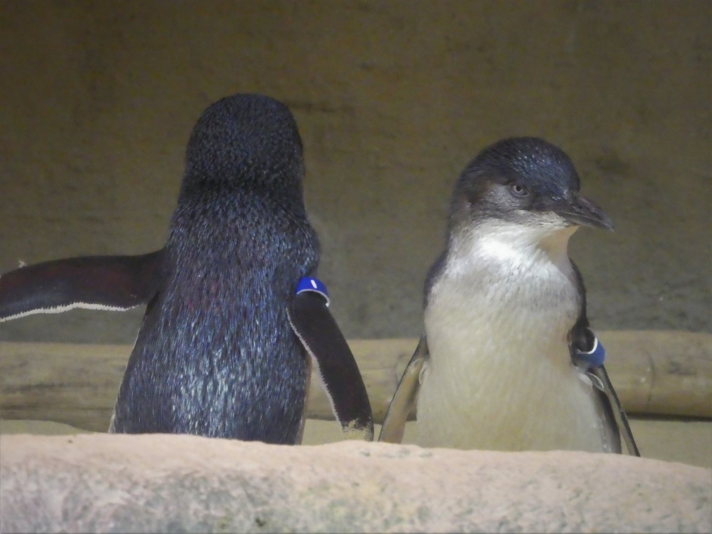 Little Blue Beach - Little Penguins