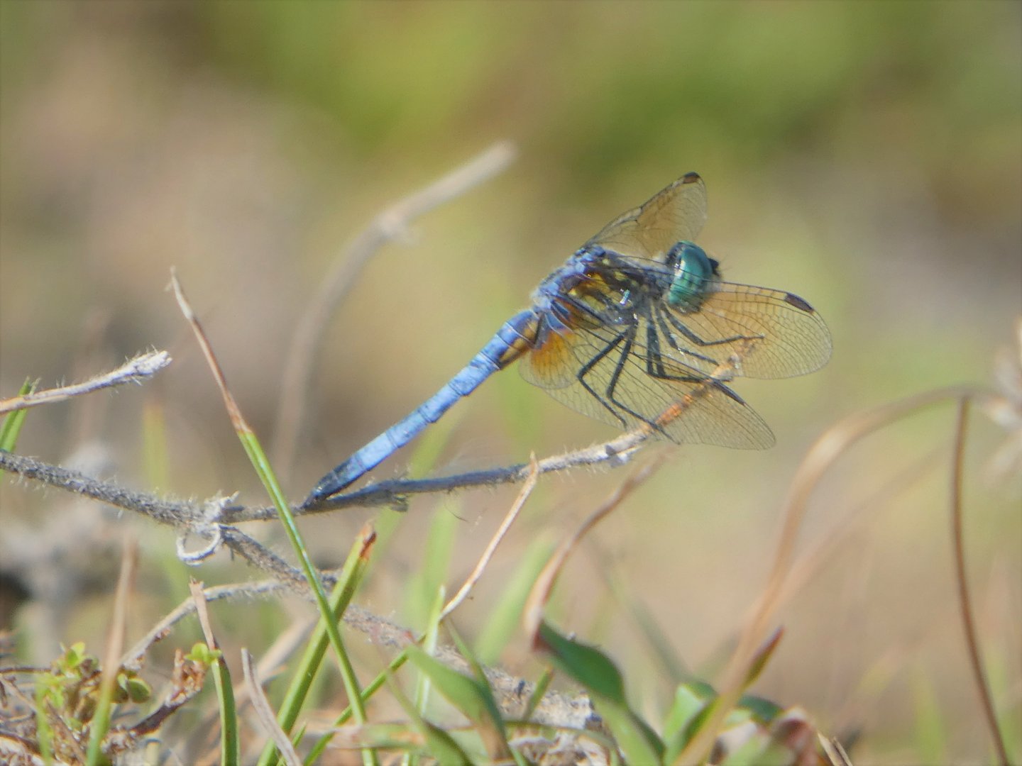 Little Blue Dragonlet