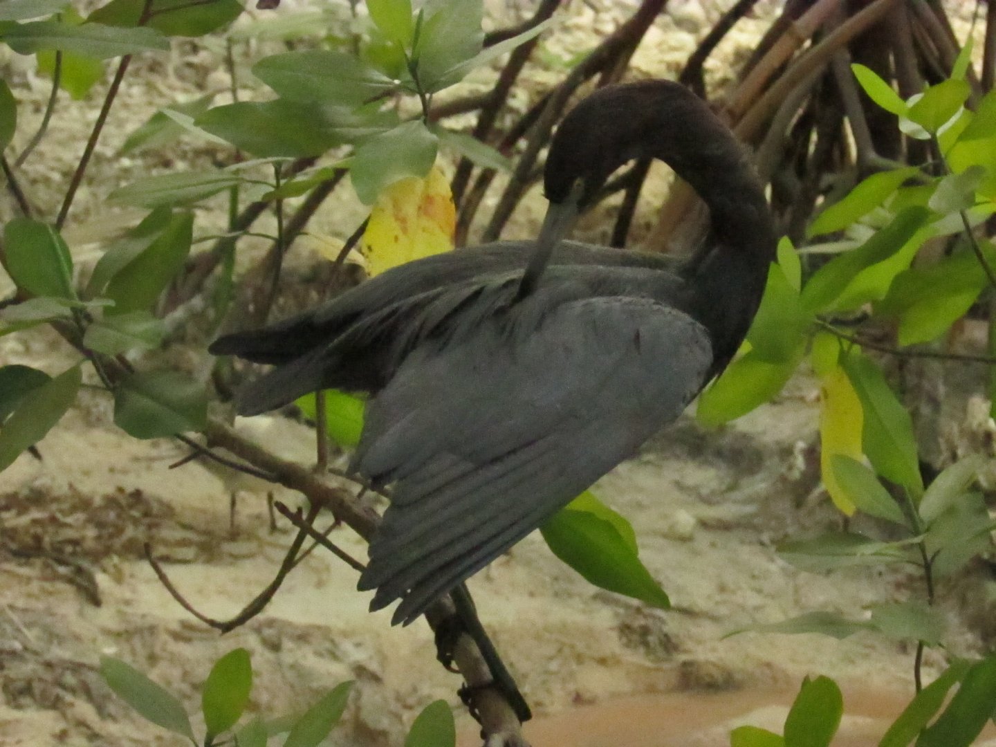 Little Blue Heron 1