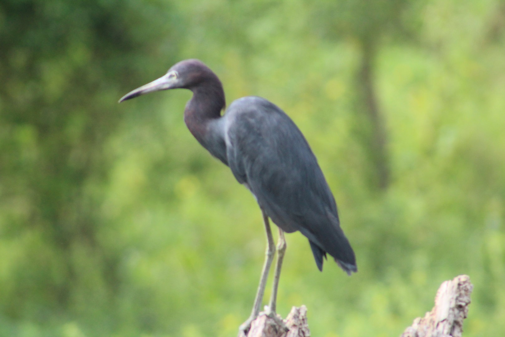 Little blue heron - Brazos Bend State Park