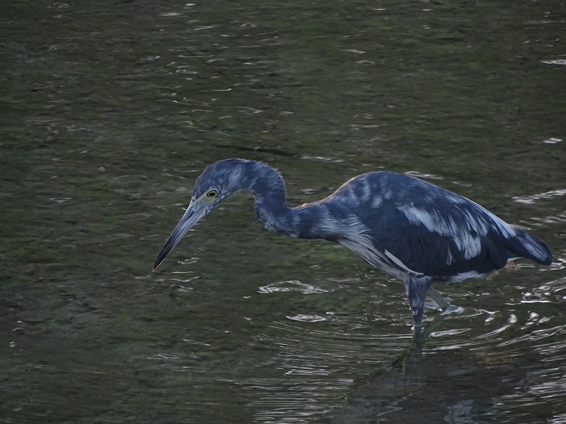 Little blue heron (Egretta caerulea)