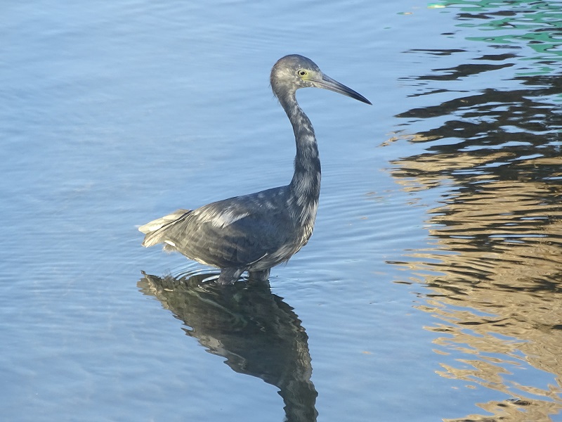Little blue heron (Egretta caerulea)