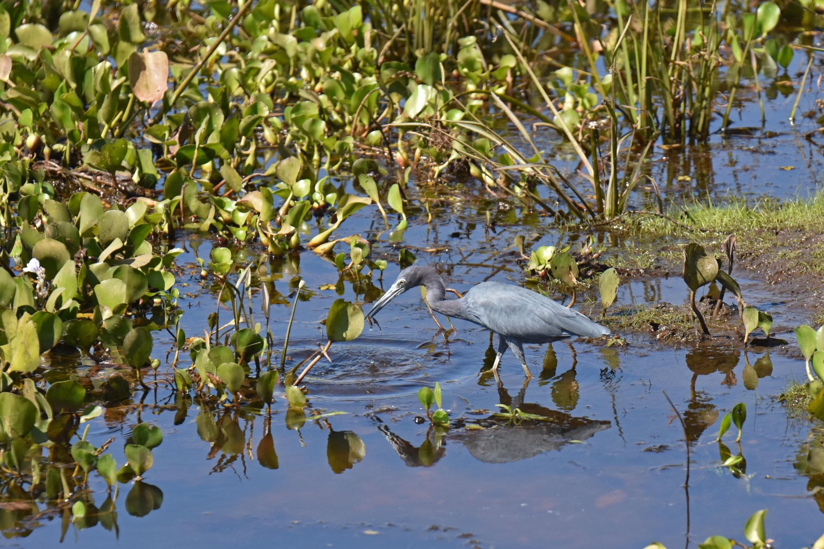 Little Blue Heron (Egretta caerulea)