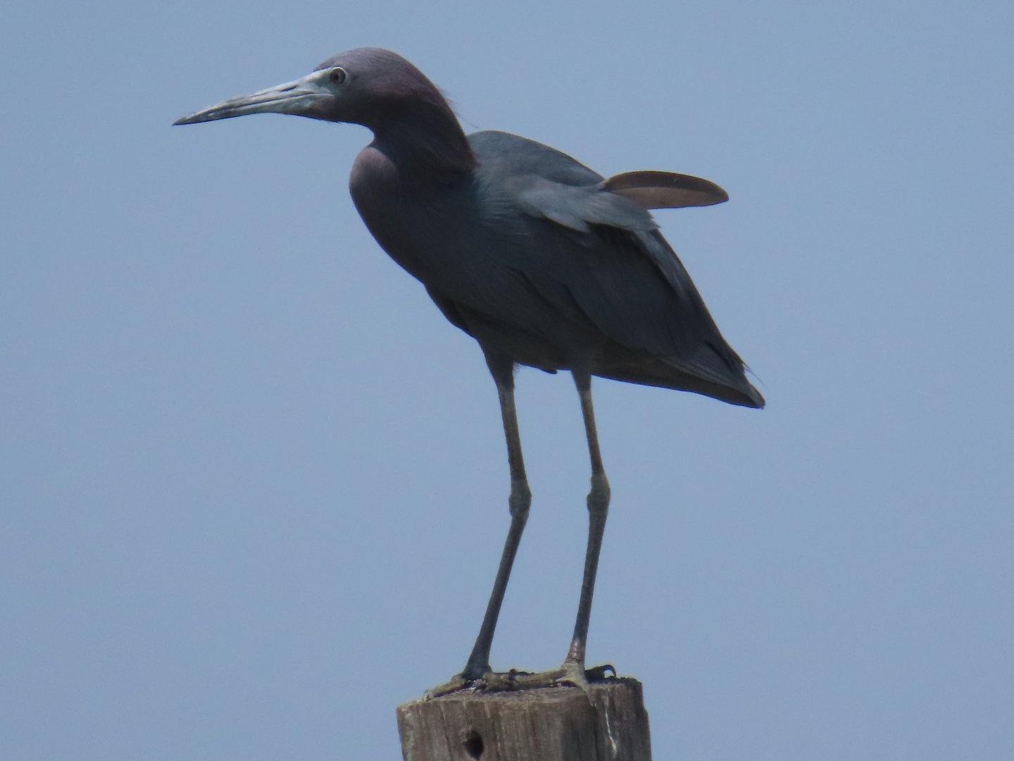 Little Blue Heron (Egretta caerulea)
