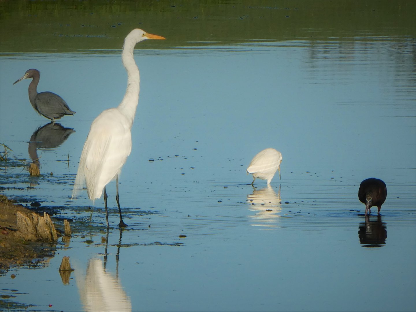 Little Blue Heron, Great Egret, Snowy Egret, Glossy Ibis