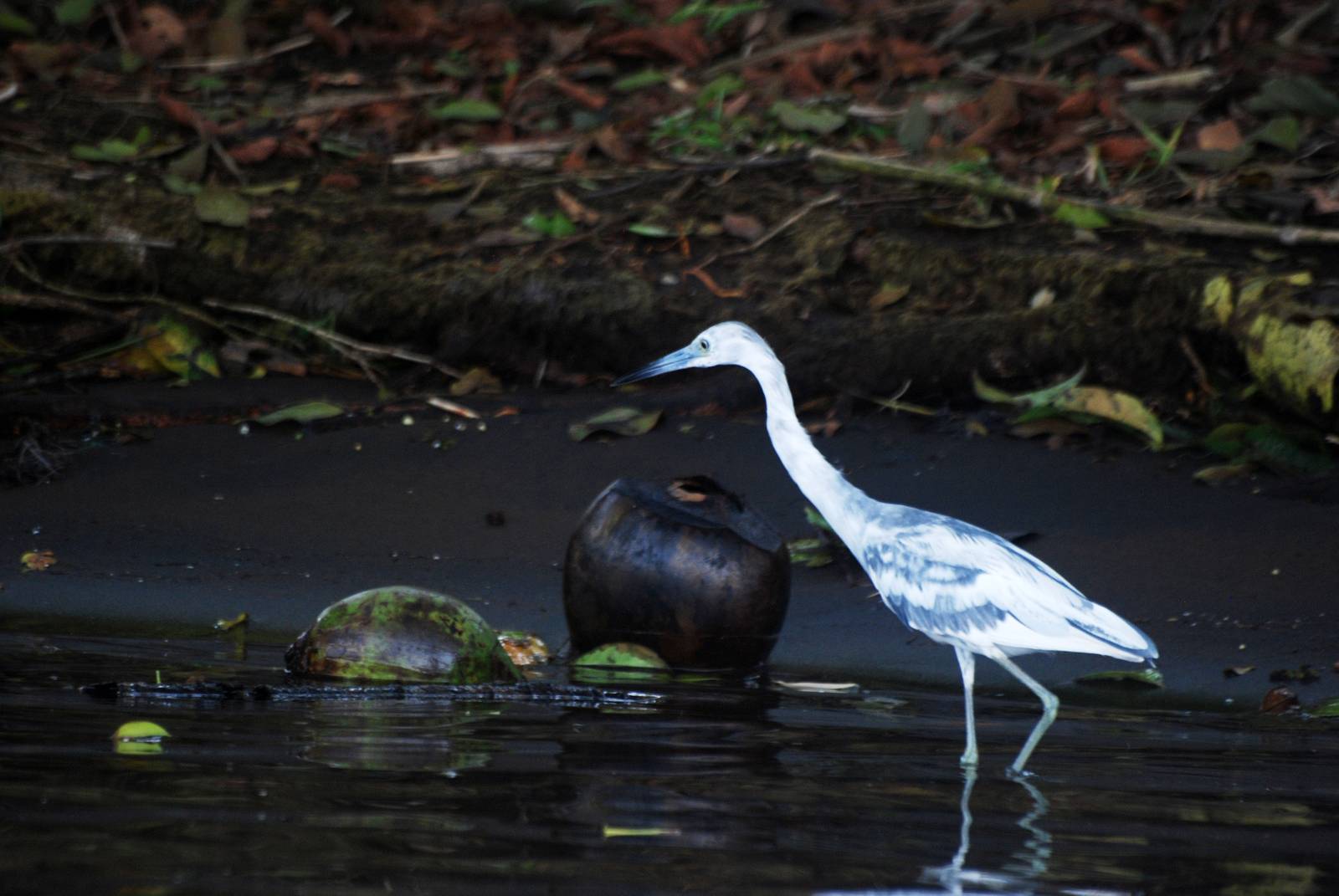 Little Blue Heron in Tortuguero, 15/04/14