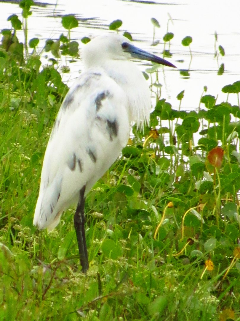 Little Blue Heron Juvenile