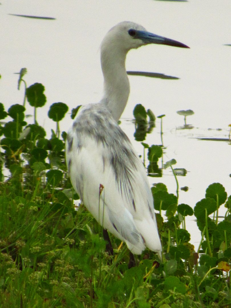 Little Blue Heron Juvenile