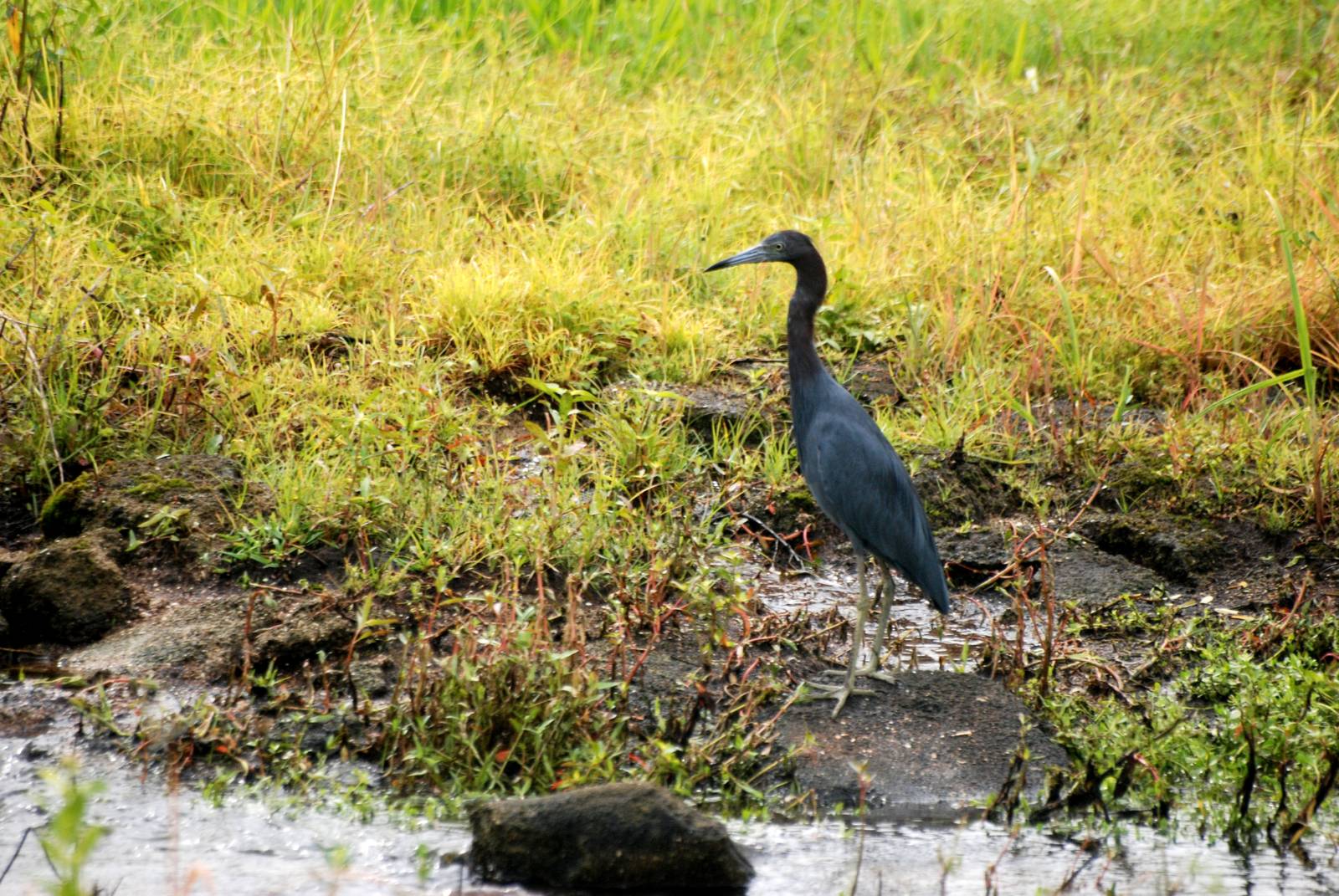 Little Blue Heron, Punta Gorda, October 2013
