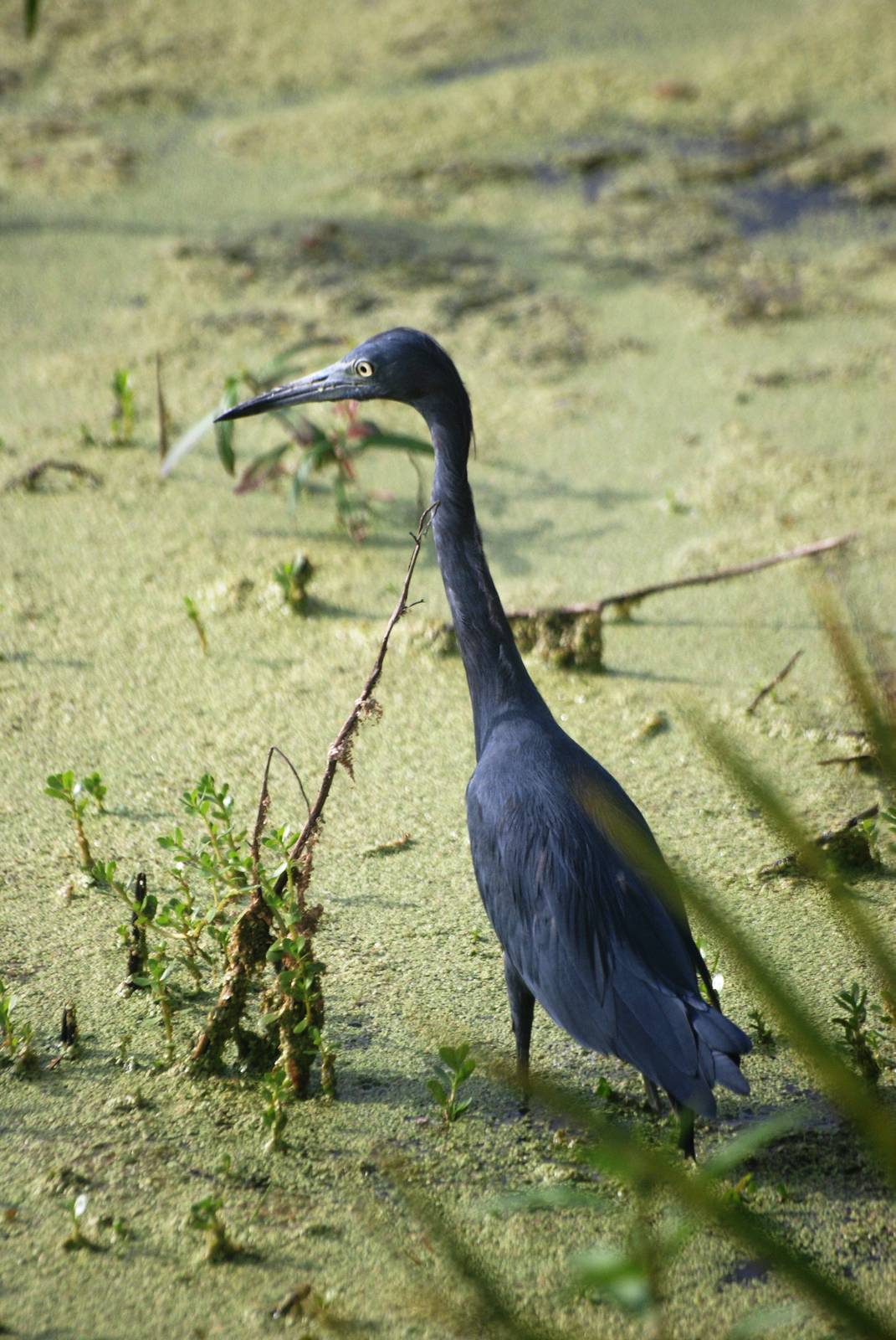 Little Blue Heron, Punta Gorda, October 2013