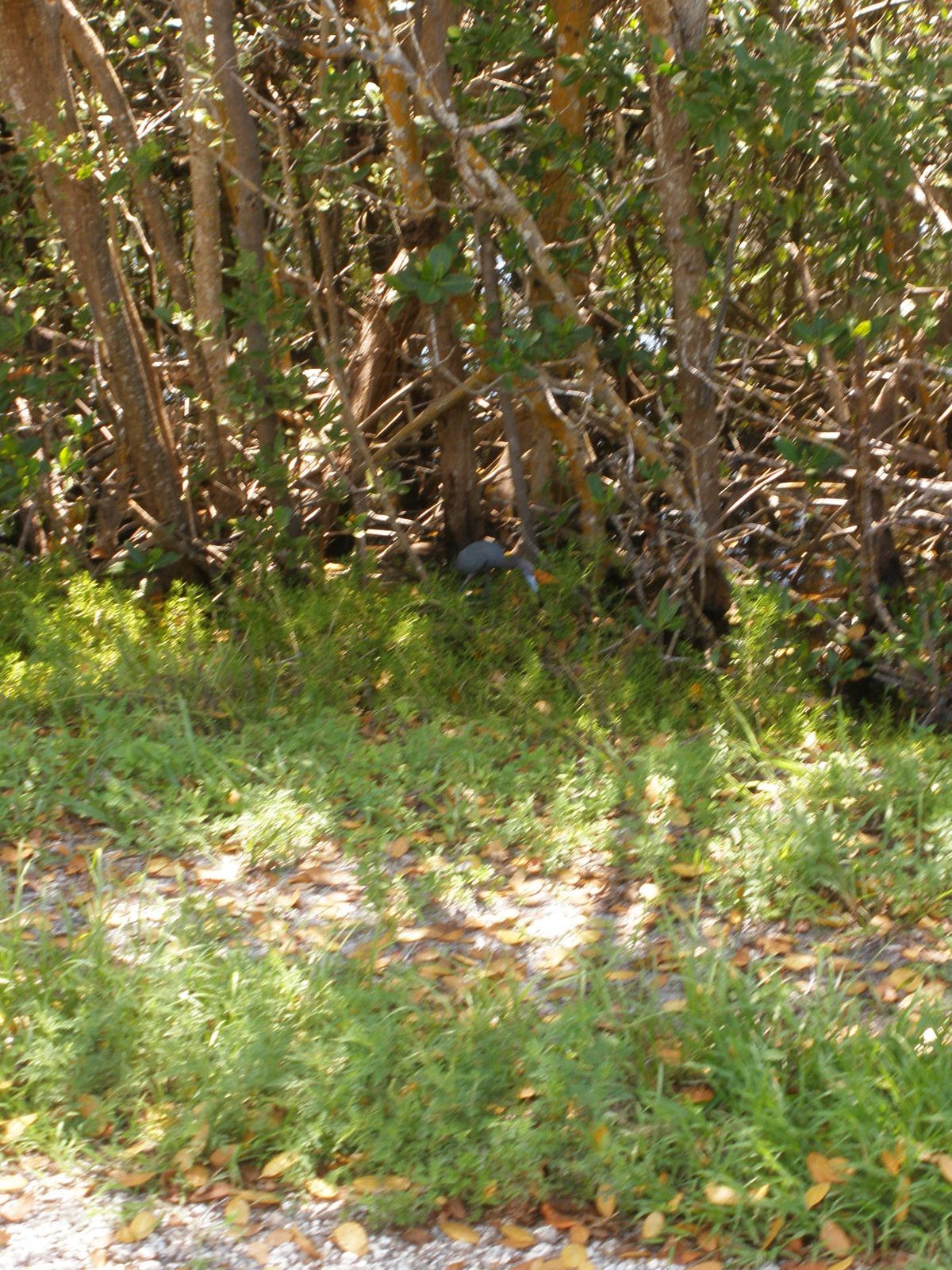 Little Blue Heron, Sanibel Island FL 2012