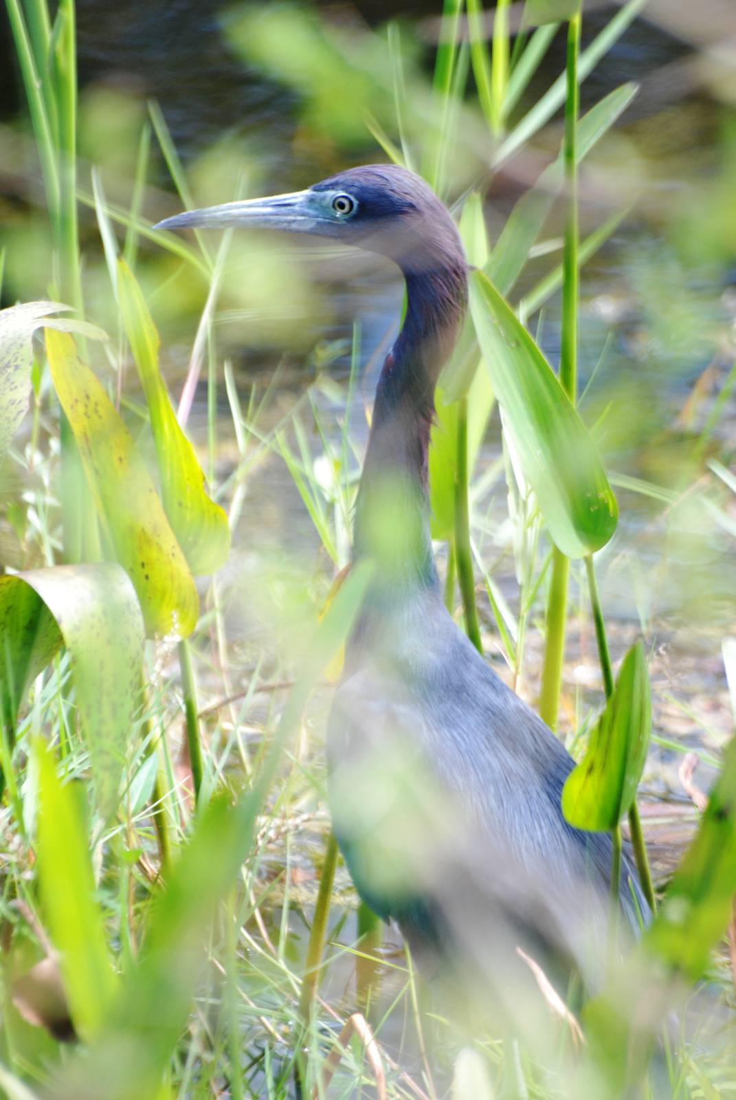 Little Blue Heron, Western Everglades/Big Cypress, October 2013