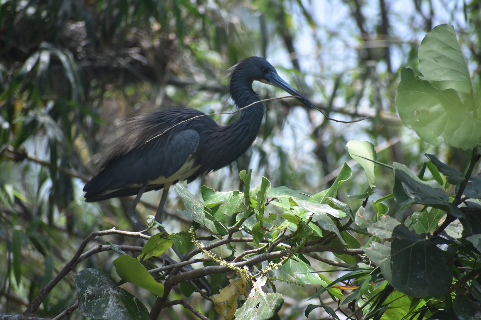 Little blue heron (wild)