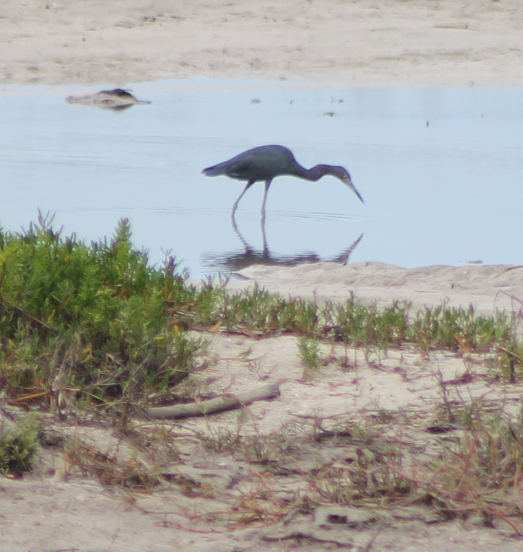 Little blue heron