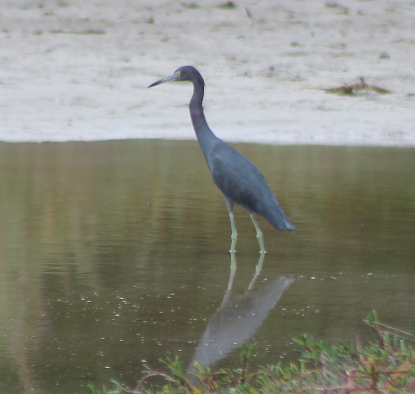 Little blue heron