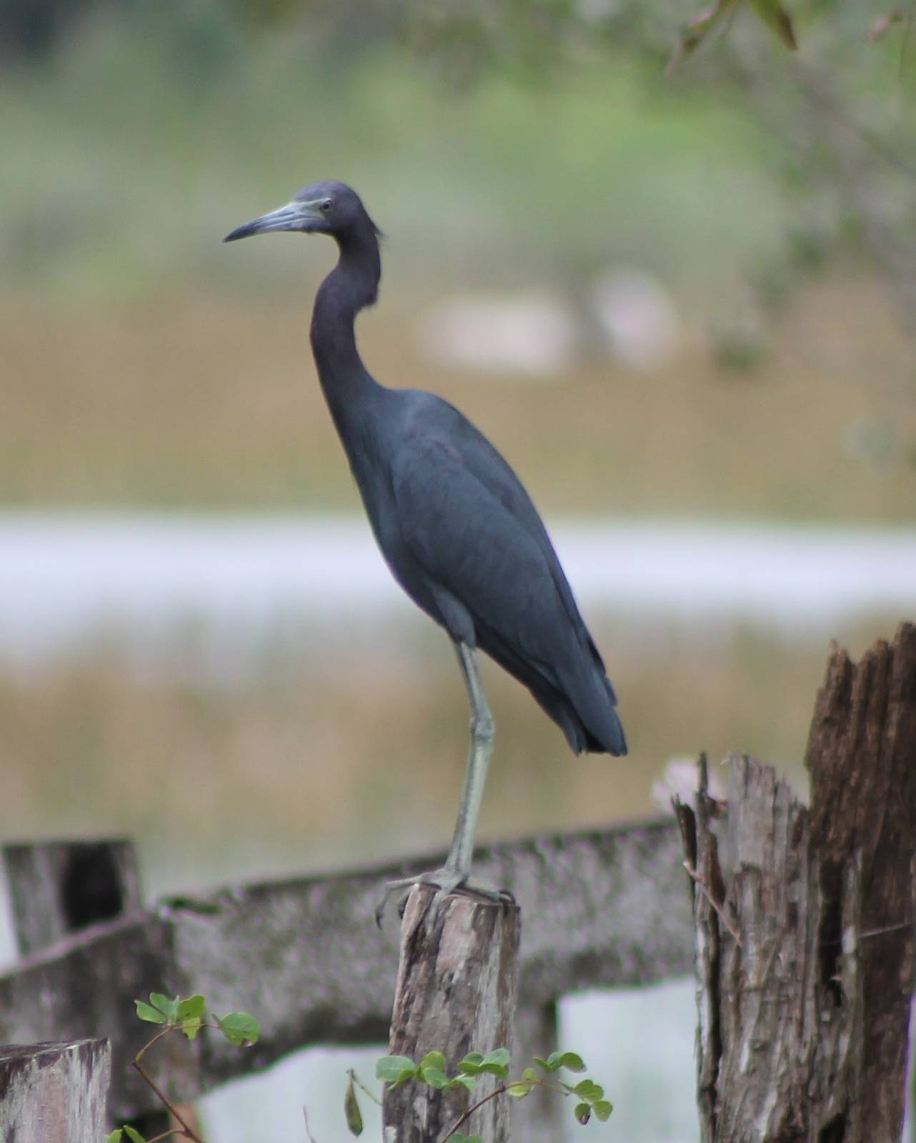 Little blue heron