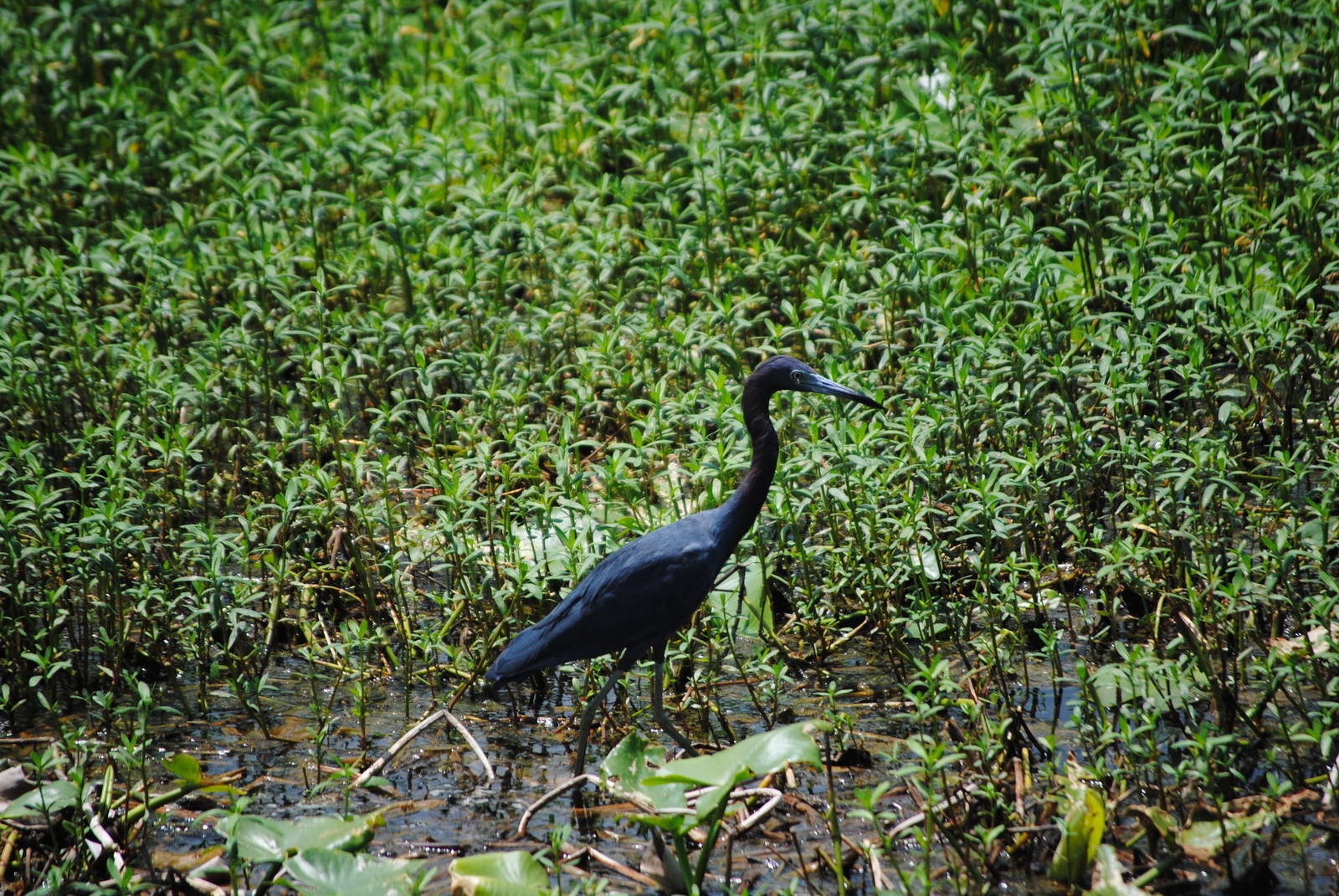 Little Blue Heron