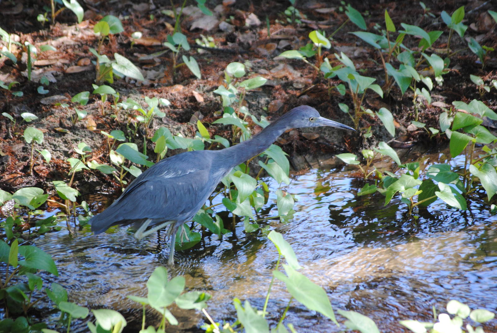 Little Blue Heron