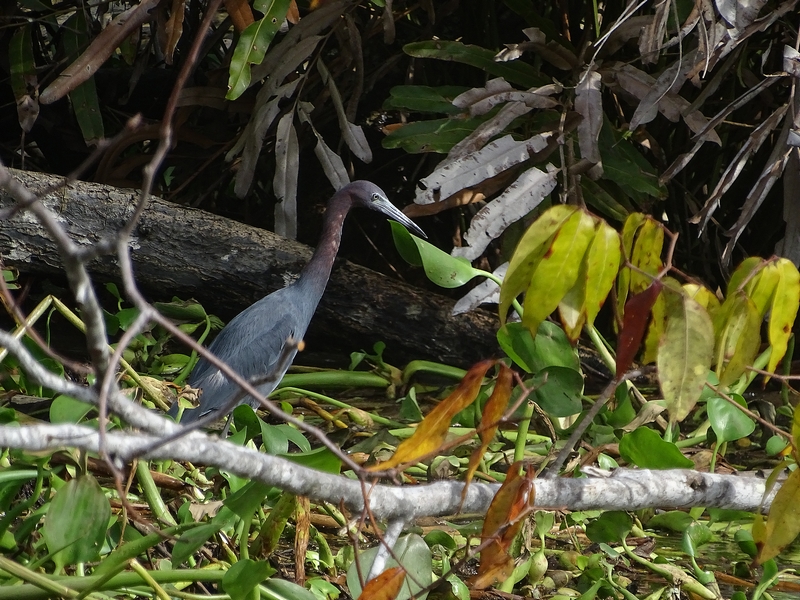 Little blue heron