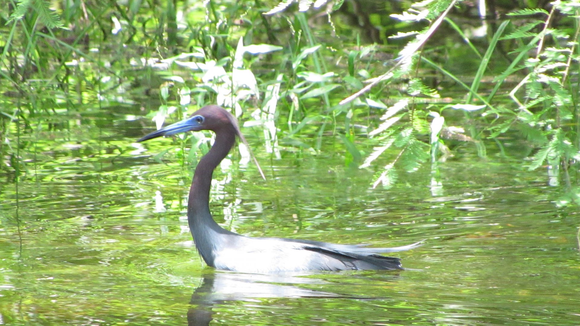 Little Blue Heron