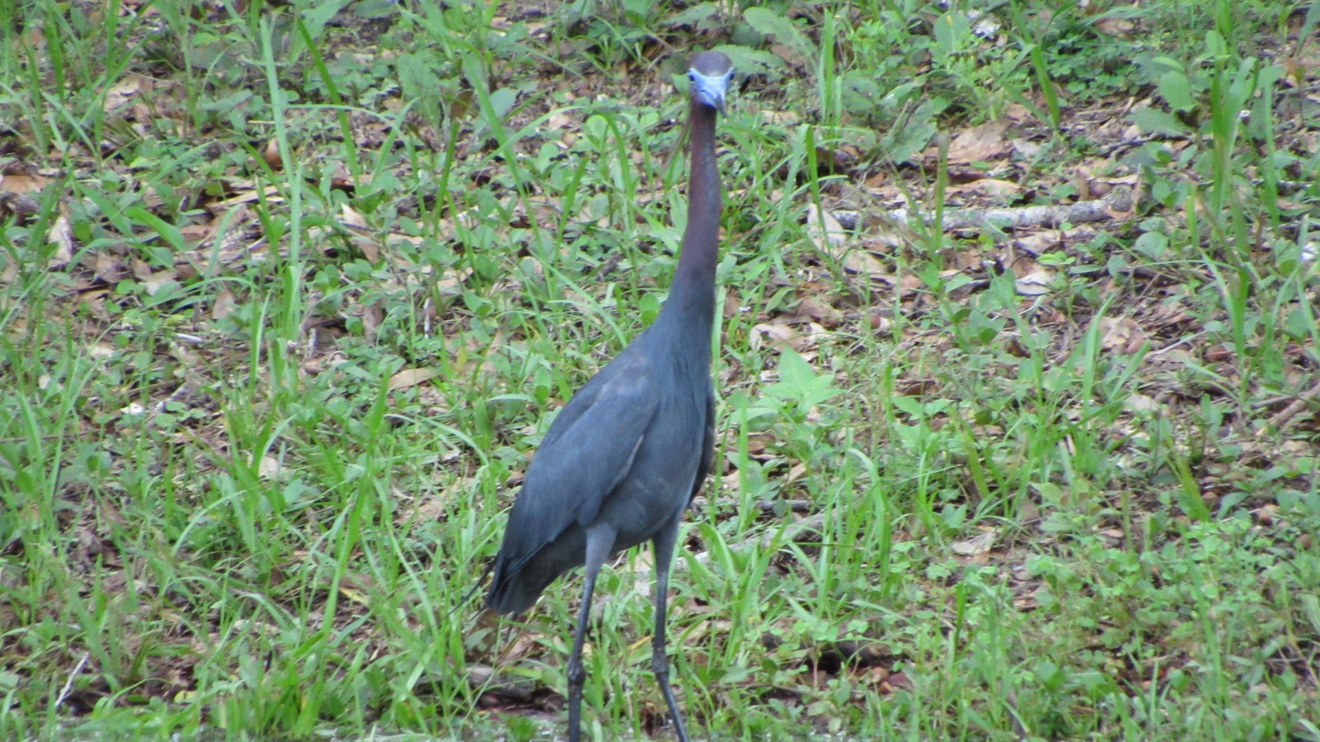 Little Blue Heron